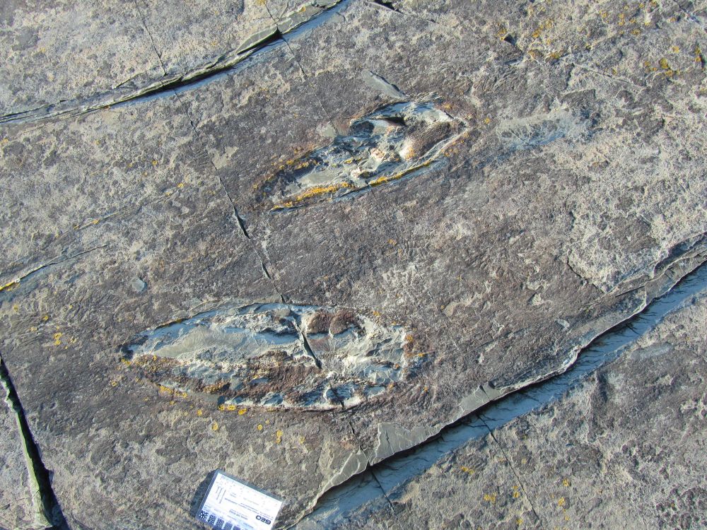 two #Lydonia jiggamintia on the Johnson Discovery Surface in Discovery UNESCO Global Geopark showing the oval morph and pimply surface