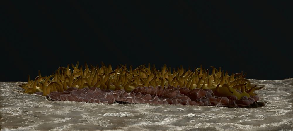My seafloor reconstruction of Lydonia jiggamintia showing a yellowish sponge with short spikes (papillae) overgrowing a dead Rangeomorph (pinkish) #Fractofusus.  the seafloor and Fractofusus are covered in whitish microbes and microbial filaments representing the matgrounds typical of #Ediacaran seafloors