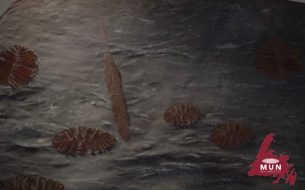 reconstruction of the Ediacaran seafloor in Discovery UNESCO geopark with Charnia ewinoni living among Fractofusus andersoni.  both organisms shown in life position lying on the seafloor