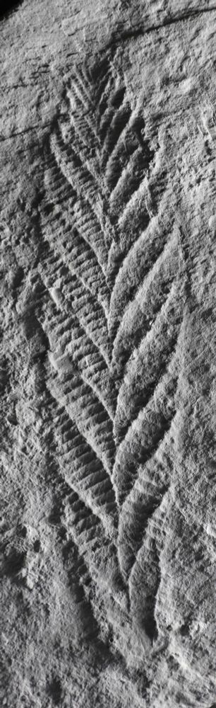 photograph of the cast of the holotype of Charnia masoni from Charnwood, Leicestershire, UK