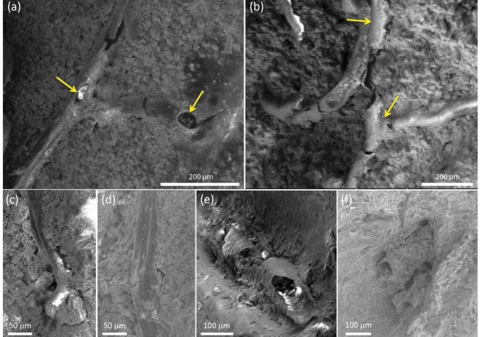micrographs of brain tissue showing the tubular capillaries etc from a probable iguanodontid dinosaur in the Uk