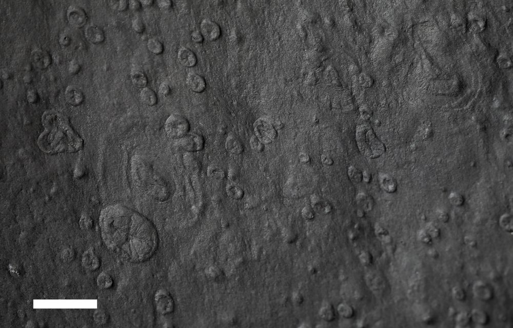 sediment surface covered in small circular impressions of possible Cnidarians some have concentric rings (ediacaria) others radial structure (Aspidella terranovica) and a weird triradial form a bit like aspidella (Triforillonia).  Scale bar 1cm
