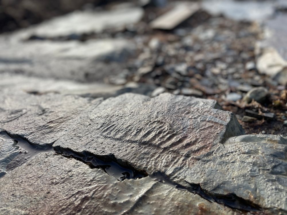The rangeomorph Pectinifrons from the Ediacaran at Inner Meadow, Newfoundland.  The fossil is at a protected site on private land.