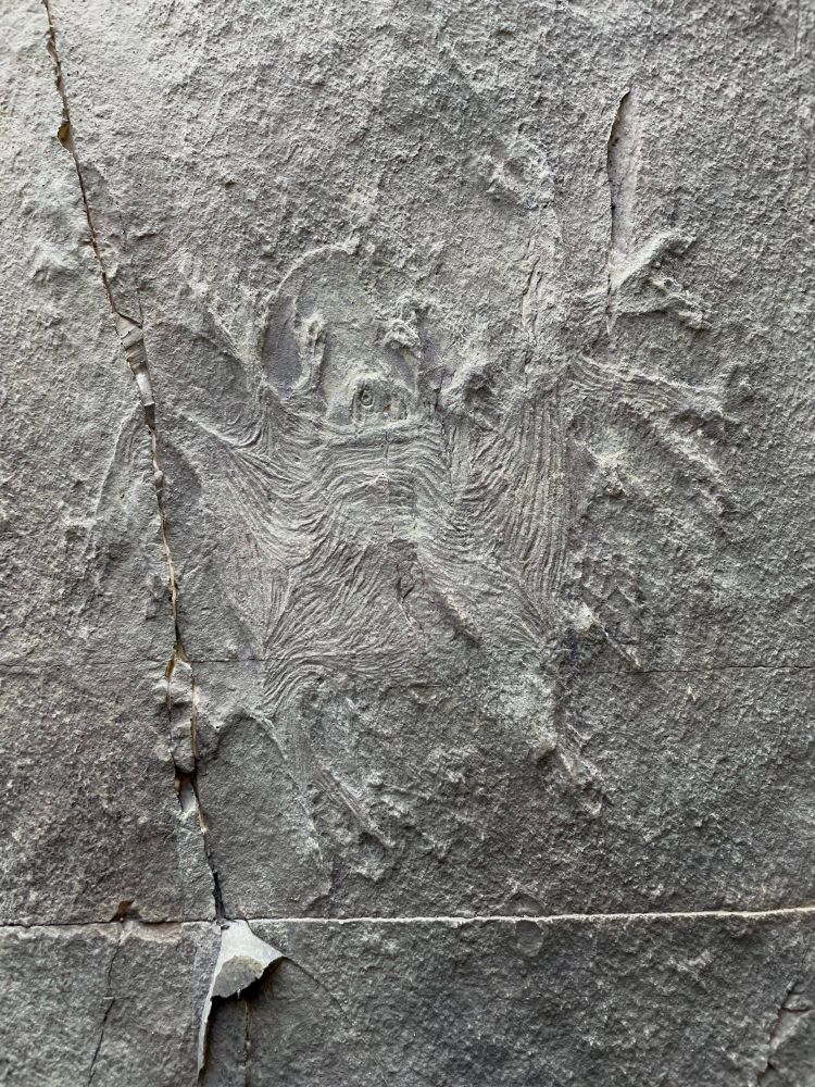 eight armed fossil stauromedusa of Haootia quadriformis showing preserved muscles running up the arms and into the primary tentacles