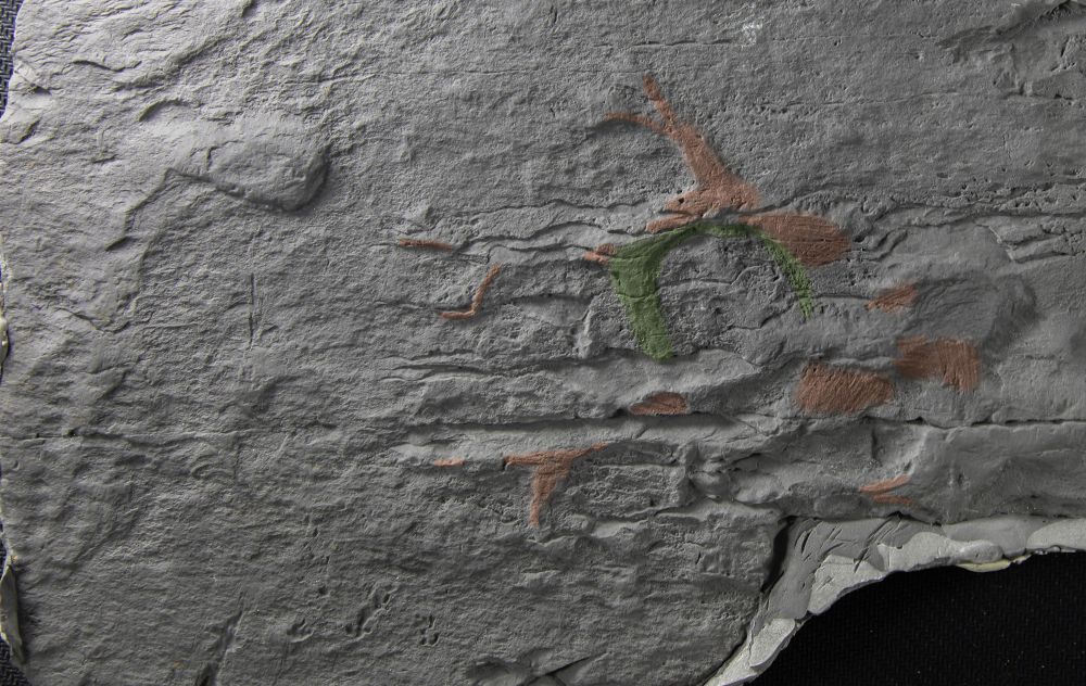 fossil with four arms preserving muscles and a ring of coronal muscle identifies this as a staurozoan much like #Haootia.  image is a false coloured cast