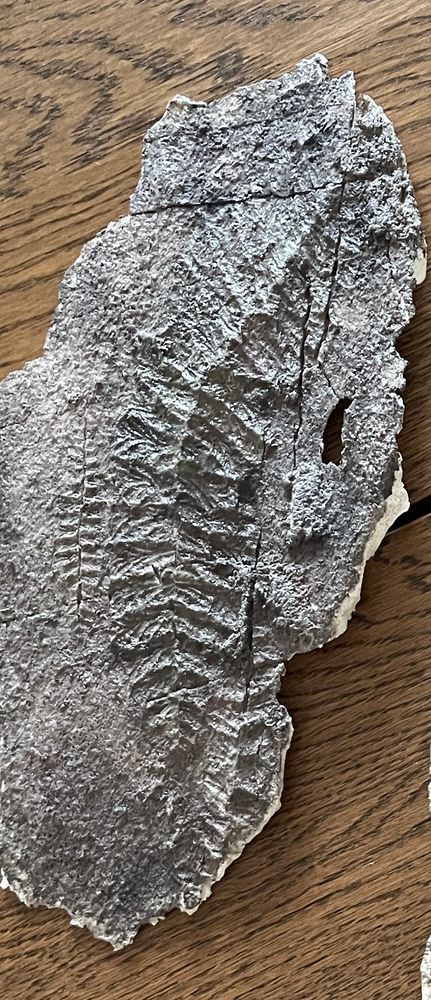 hand painted cast of a fractofusus with leaf like fractal branches arranged in 2 rows across a central curved axis 