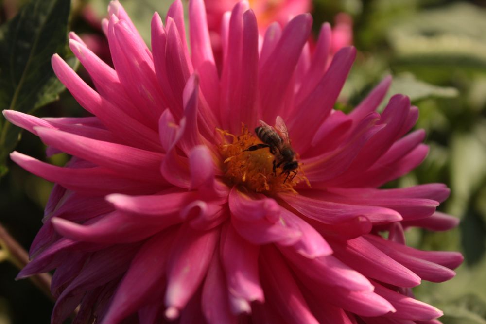 Pink dahlia, fully blossomed with a bee collecting pollen from the center of flower.
