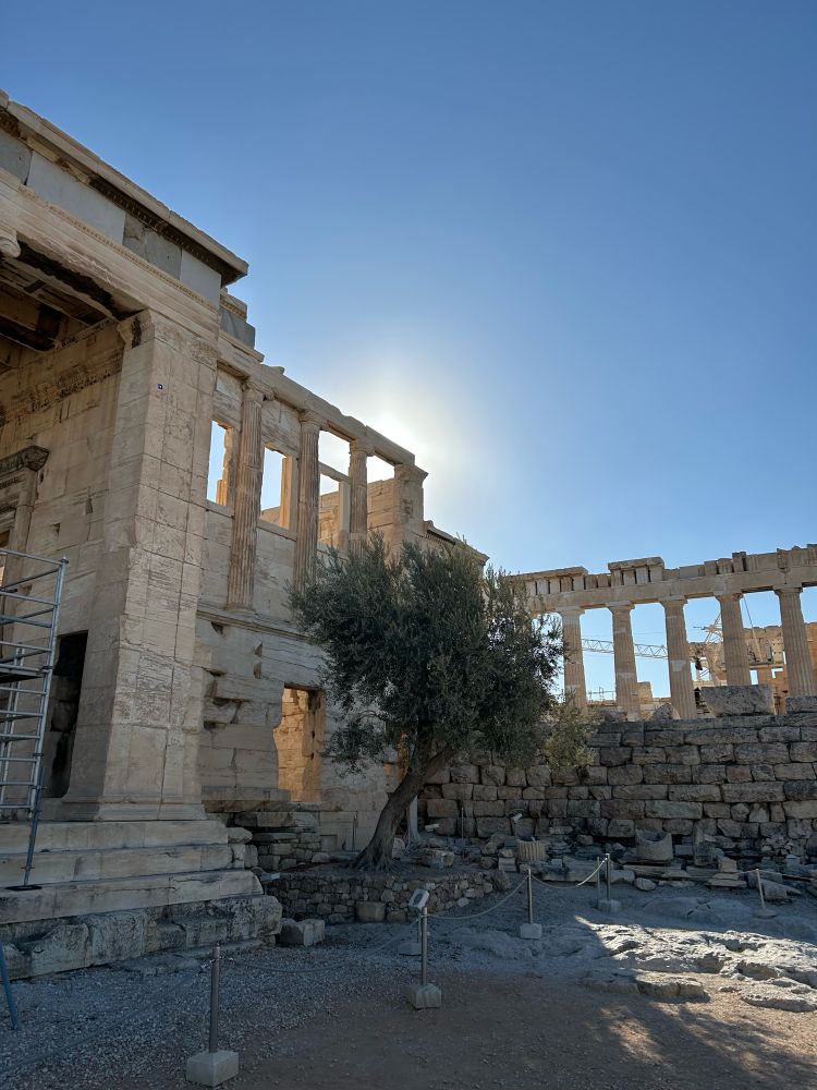 The sun rising above the olive tree planted by the goddess Athena