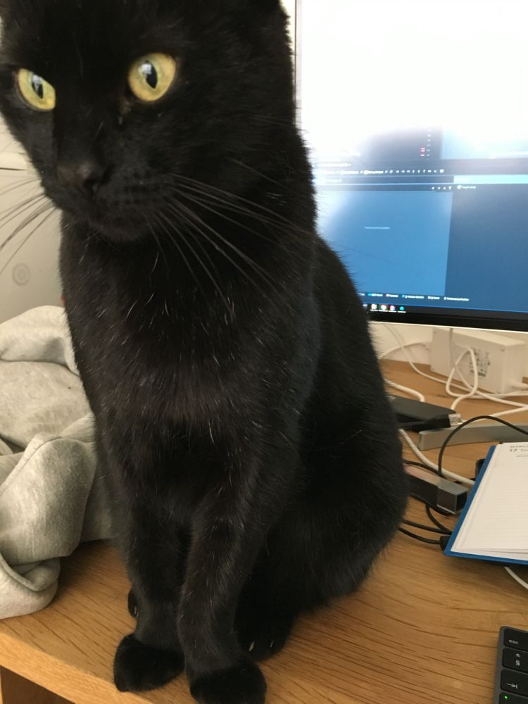 Giles helping with some work by sitting on the desk getting in the way of the monitor