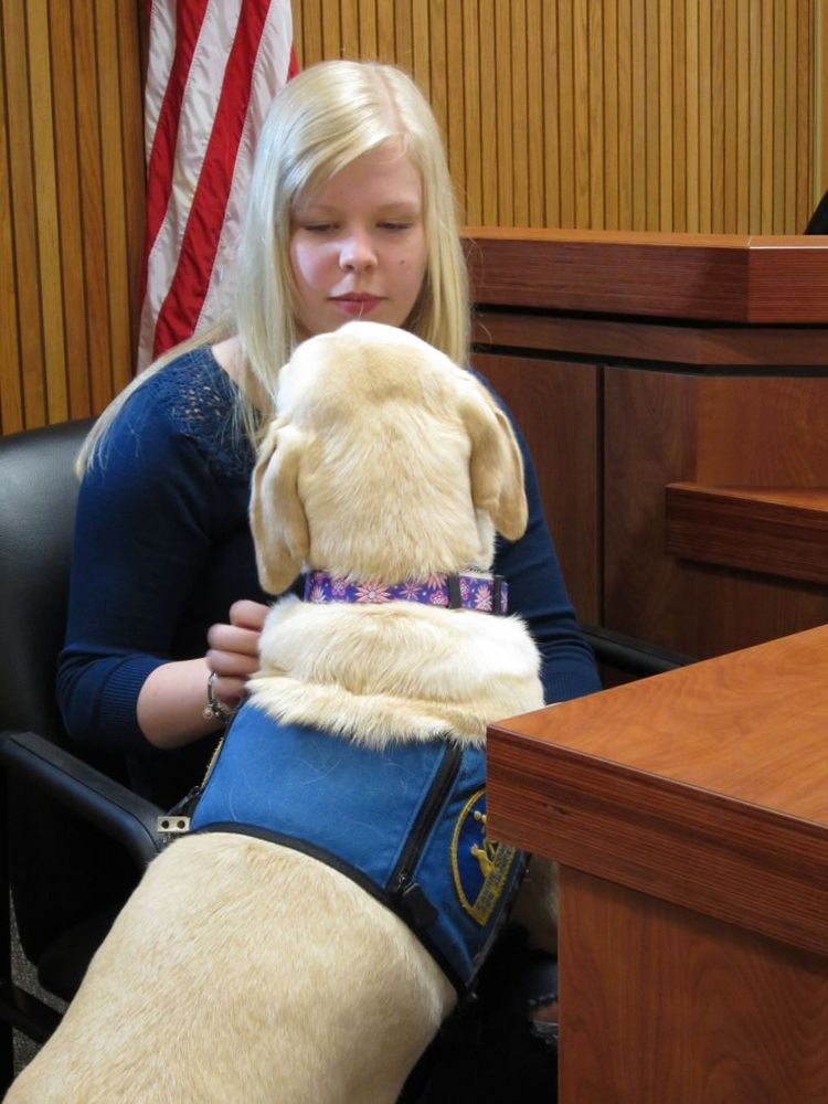 a woman sits in a court room petting a yellow labrador