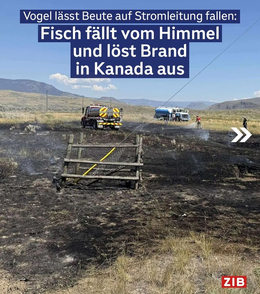 Schlagzeile von der ZIB fisch fällt vom Himmel und löst Brand in Kanada aus