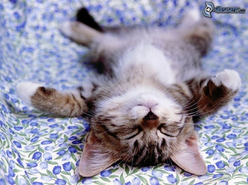 Petit chat nu allongé sur le dos