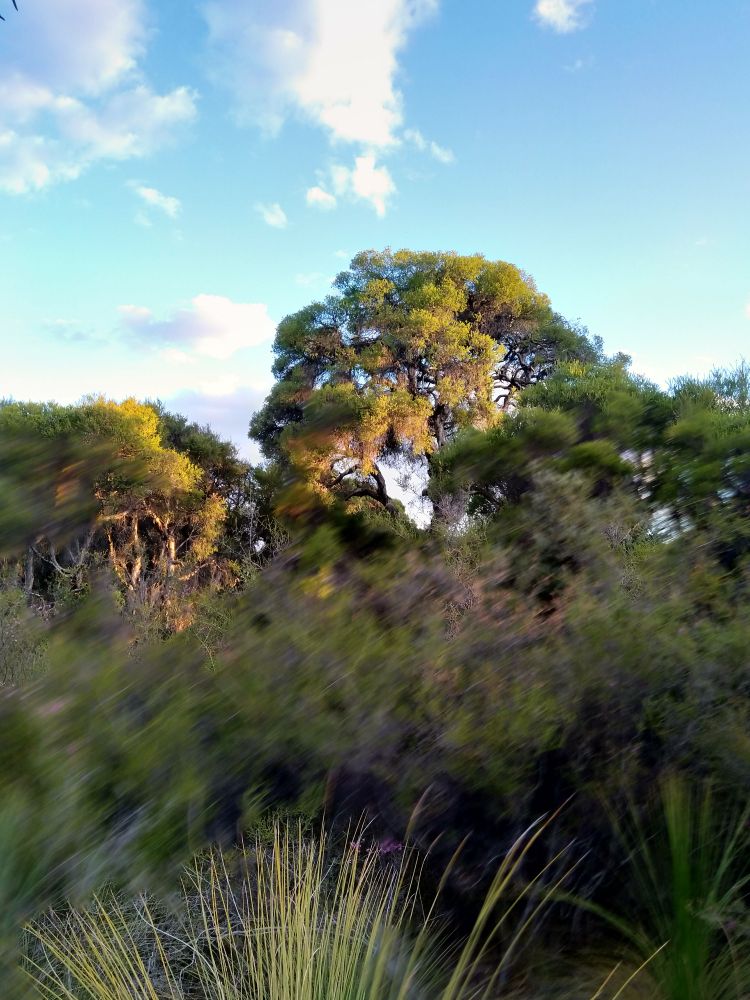 Paperbark with surprising motion blur