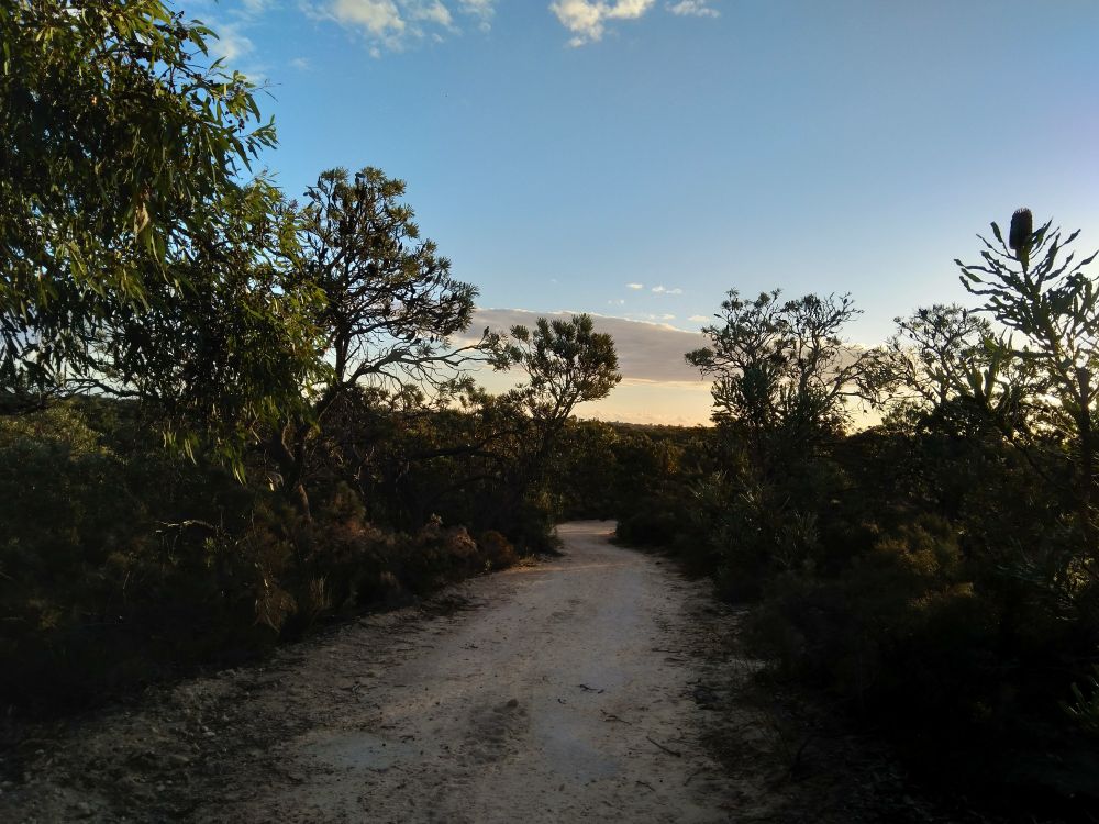 Banksias near dusk at Lightning Swamp