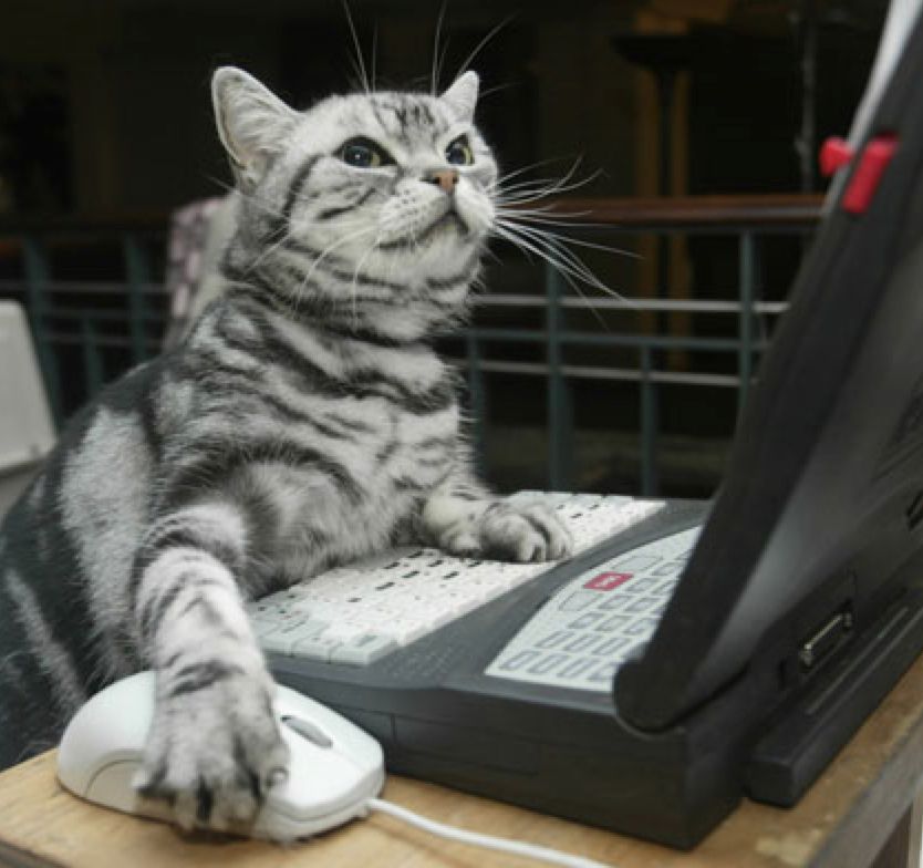 cat logging on to the computer