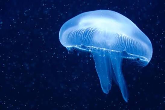 bluish moon jellyfish spaceship
