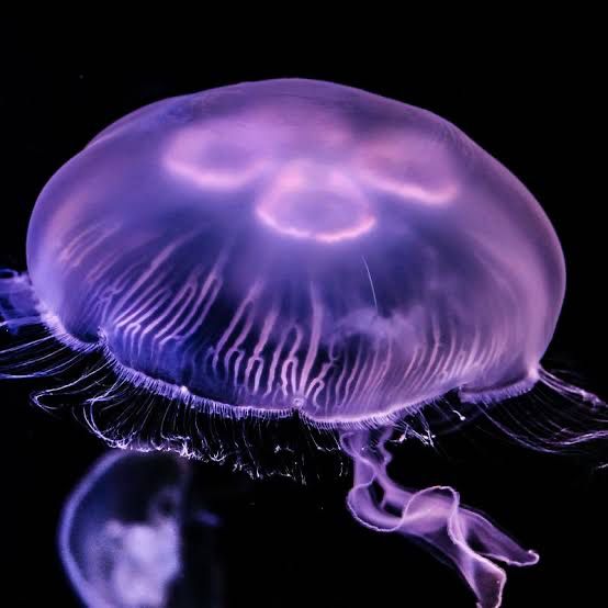 purplish moon jellyfish spaceship