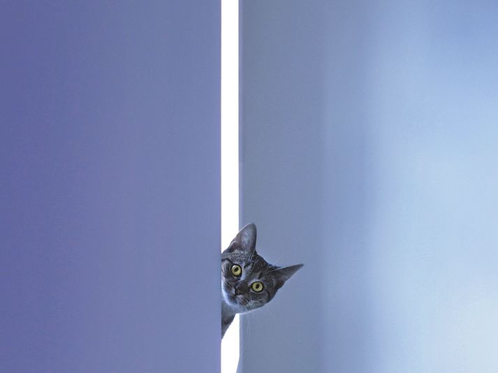 cat looking around a corner