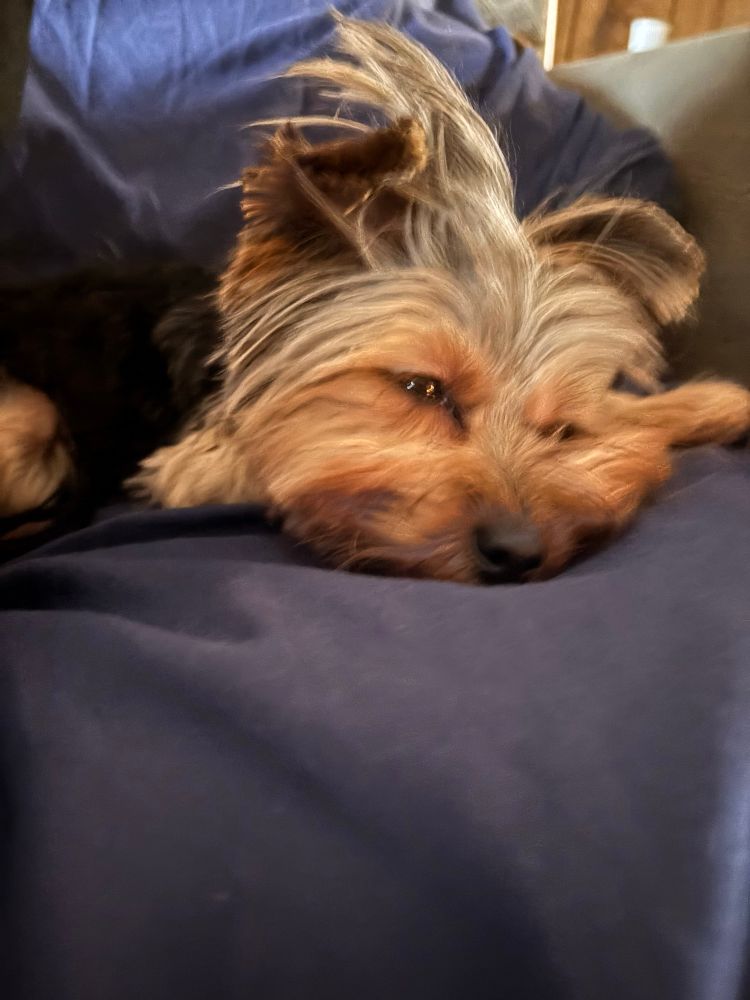 Close up photo of yorkie puppy resting as if she pays the bills.
