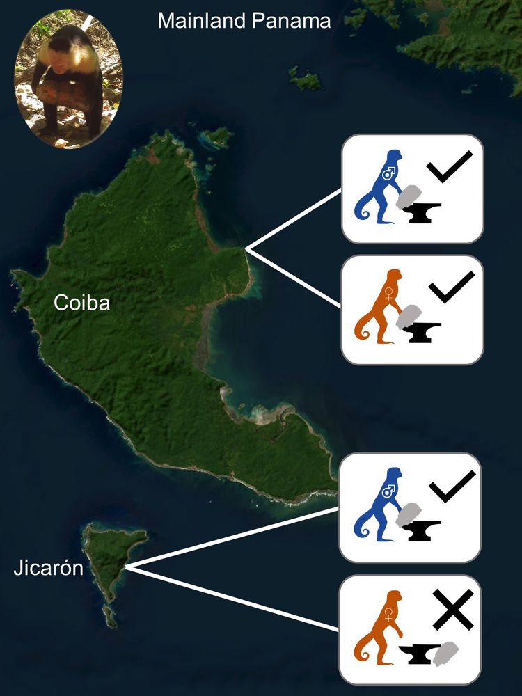 Map of study site showing the islands of Coiba and Jicarón in Coiba National Park, Panama. On Coiba, both sexes of adult white-faced capuchins use stone tools, while on Jicarón only males have been observed to use tools.