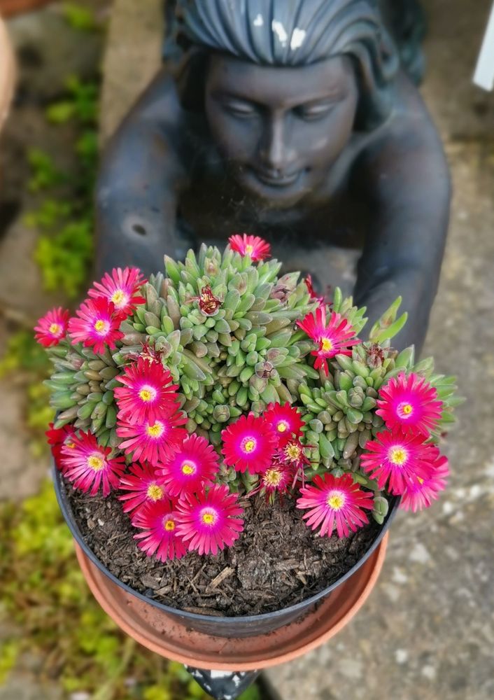 A pot of small, bright pink flowered succulents. 