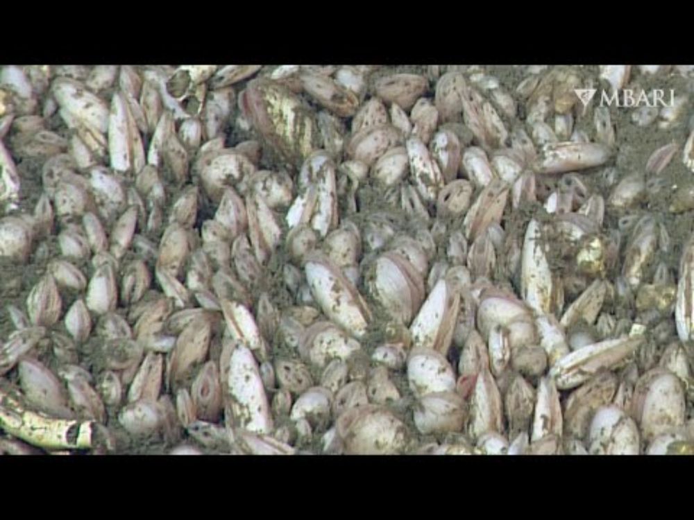 Dancing deep-sea clams thrive on the seafloor off Southern California