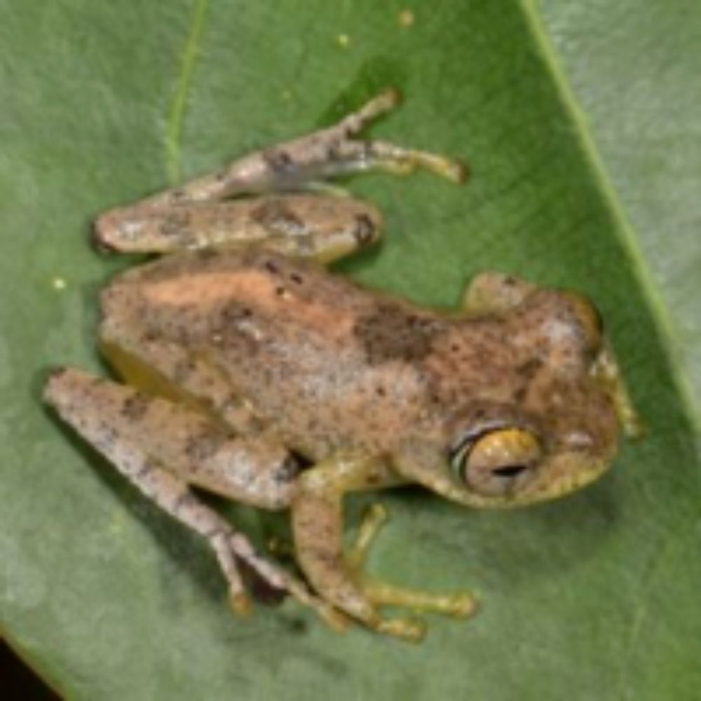 Communicator whistles: A Trek through the taxonomy of the Boophis marojezensis complex reveals seven new, morphologically cryptic treefrogs from Madagascar (Amphibia: Anura: Mantellidae)