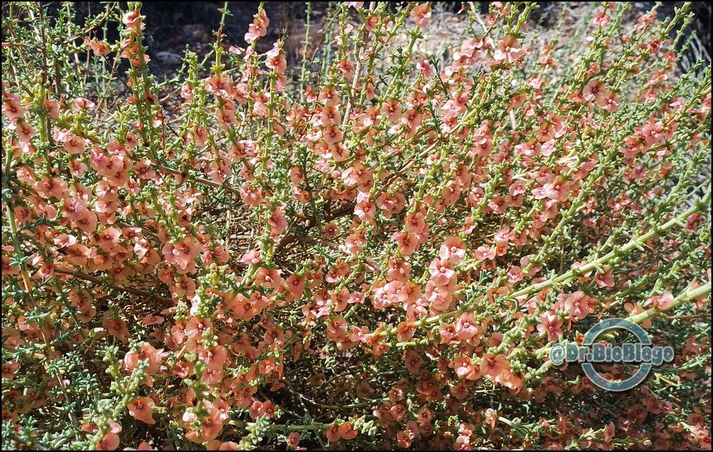 Salsola oppositifolia
