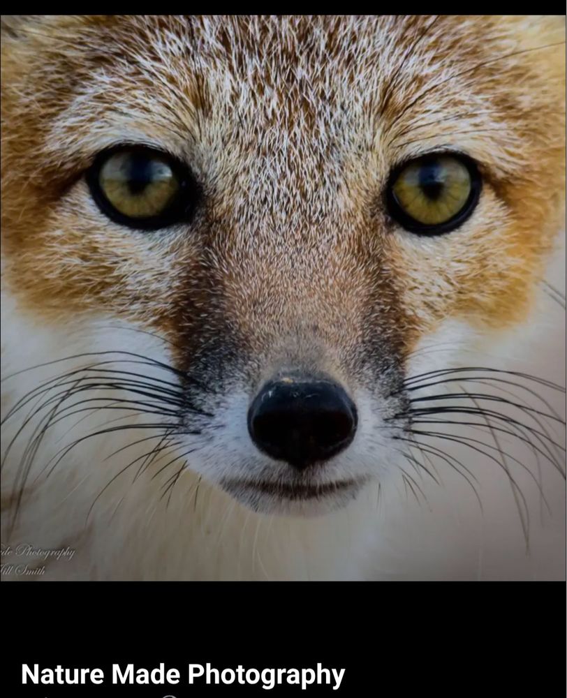 Fox
Nature Made Photography 
By Jill Smith