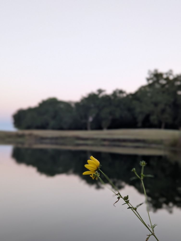 A yellow flower on a background of a pond and trees at dawn