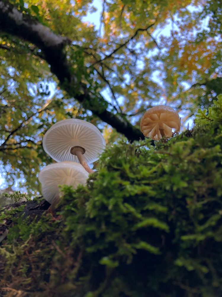 three mushrooms on a mossy branch photographed from below, species unknown 