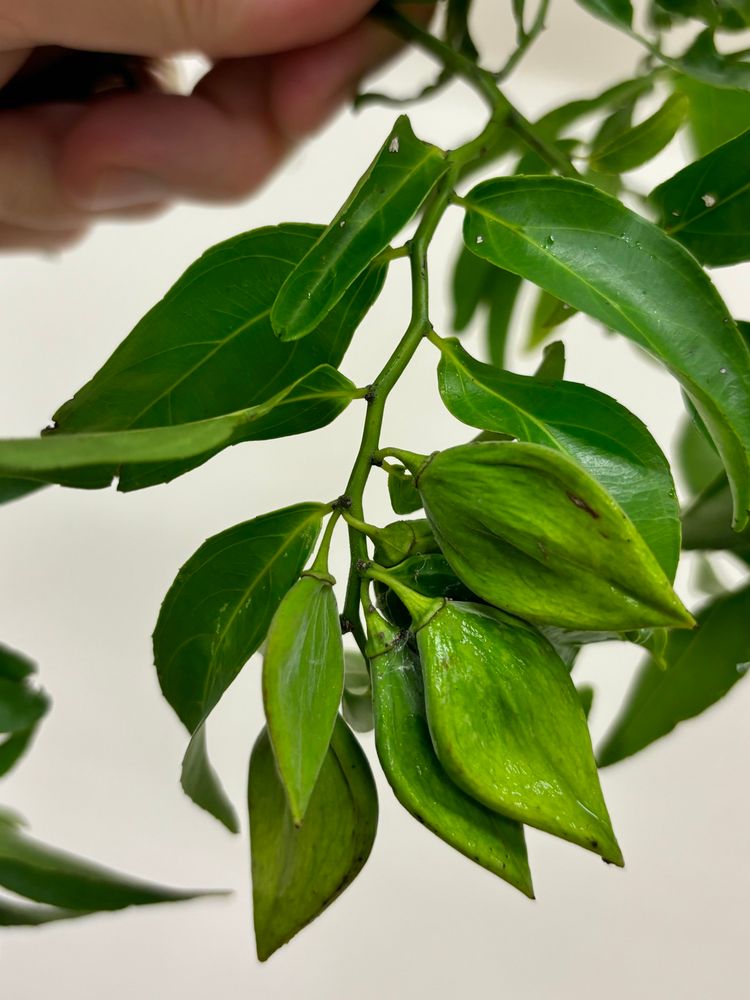 Ventilago lanceata Tul.