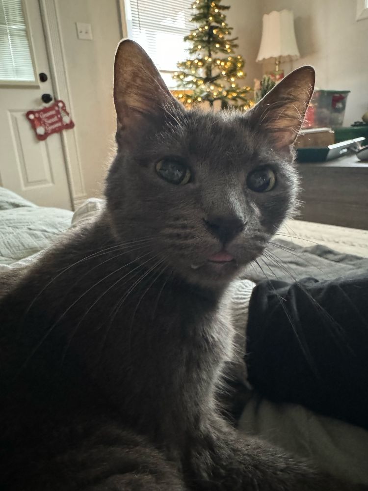 lilypad looking offended that you’re laughing at her for having her tongue out in front of a christmas tree. still very cute. 