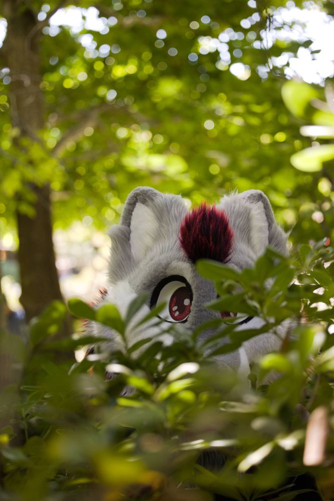 Wolf fursuiter peeking at the viewer through vegetation