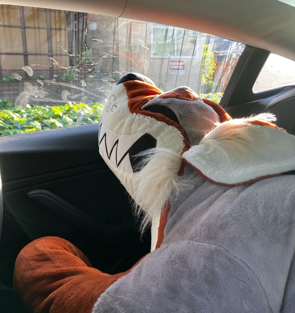 6 foot coyote plush 'Hunter' by Creep Cat Toy Company in the backseat of a car. The car window has smears from a wet nose all over the glass.