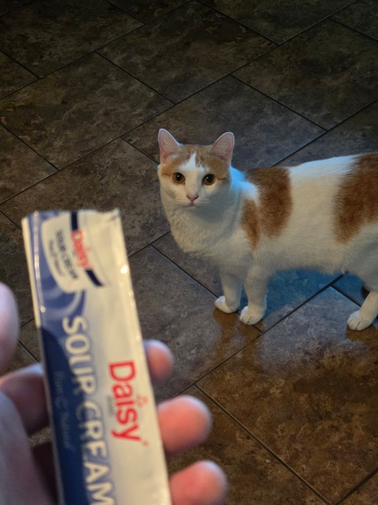 Cat looking at sour cream packet like its a cat treat tube