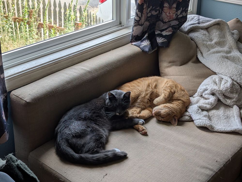 Kimberly's two cats, one grey and one orange, curled up next to one another on her sofa, looking blissfully content.