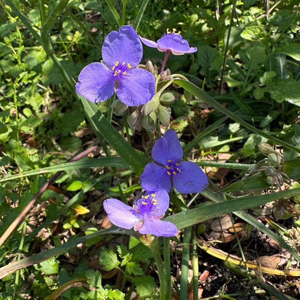 Spiderwort