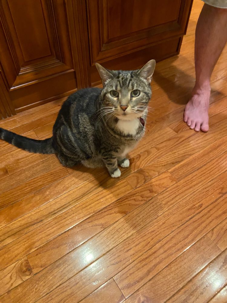 Photograph of a brownish-gray tabby cat with white chest and paws sitting on a wood floor looking at the camera. 