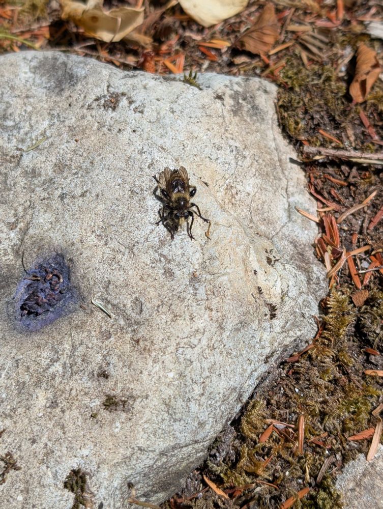 A fly that wants to look like a bee but is not a bee fly.