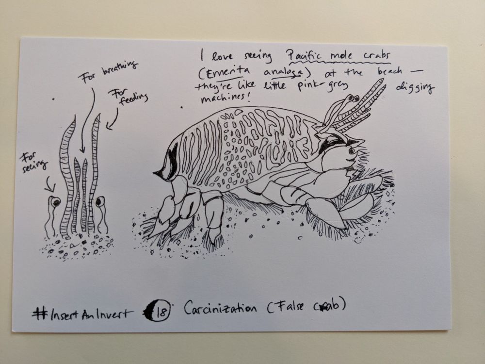 Black ink drawing of two views of a Pacific Mole Crab. They are a stonking cute dude. Viewed from the side you can see its paddle-shaped forelegs with little stiff hairs on, adapted for digging. Viewed buried up to its nonexistent nose in the sand, facing you, you can see its cartoonish eye stalks and two pairs of antennae, one longer than the other.

Handwritten text reads: "#InsertAnInvert 18: Carcinization (False crab). I love seeing Pacific Mole Crabs at the beach -- they're like little pink and gray digging machines!" Arrows point to its eye stalks (labeled "for seeing,") its first pair of antennae (labeled "for breathing") and its second pair of antennae (labeled "for feeding").