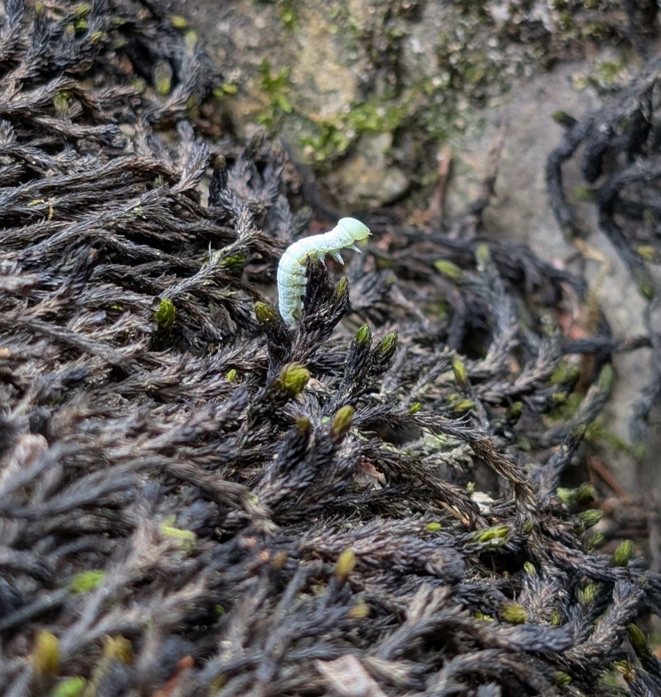 A tiny mint-green caterpillar on blackened moss