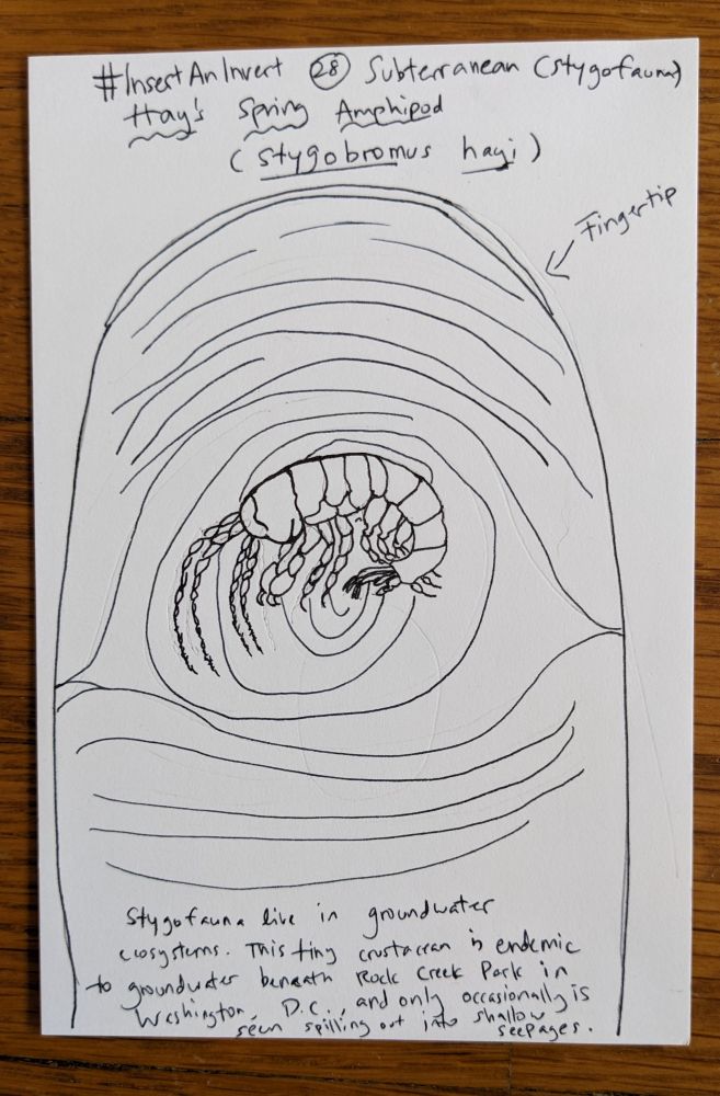 Handwritten text reads: #Insert An Invert 28: Subterranean (stygofauna) Hay's Spring Amphipod (stygobromus hayi)

Stygofauna live in groundwater ecosystems. This tiny crustacean is endemic to groundwater beneath Rock Creek Park in Washington, D.C., and only occasionally is seen spilling out into shallow seepages.