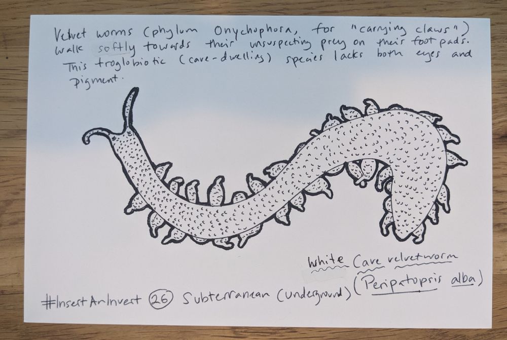 Black ink drawing of a many-legged worm-like animal with charming curly antennae and chunky little legs. Handwritten text reads: Velvet worms (phylum Onychophora, for "carrying claws") walk softly towards their unsuspecting prey on their foot pads. This troglobiotic (care-dwelling) species lacks both eyes and pigment.

white Cave Velvet worm (Peripatopris alba)

#InsertAnInvert 6 Subterranean (underground)