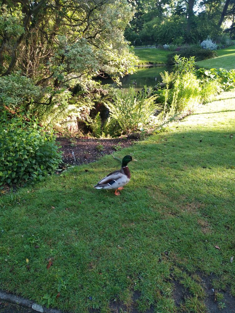 ברווז בגן הבוטני בעיר נאנט בצרפת