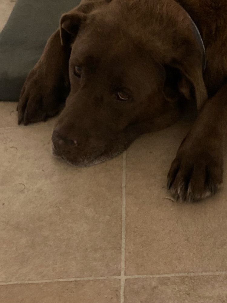A chocolate lab cross with a paw either side of her head that lies on beige Lino tiles.