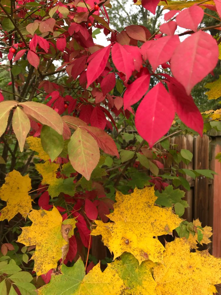 Brightly colored yellow, red and green leaves with a wood fence in the background. 