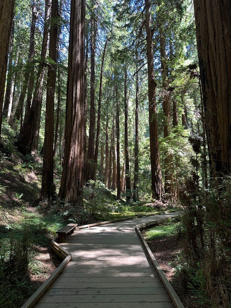 A wooden Boardwalk trail leads through heavily wooded forest in Muir Woods National Monumemt