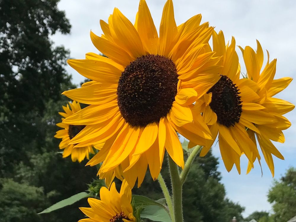 Closeup of sunflowers with green trees and blue sky with some clouds in the background 