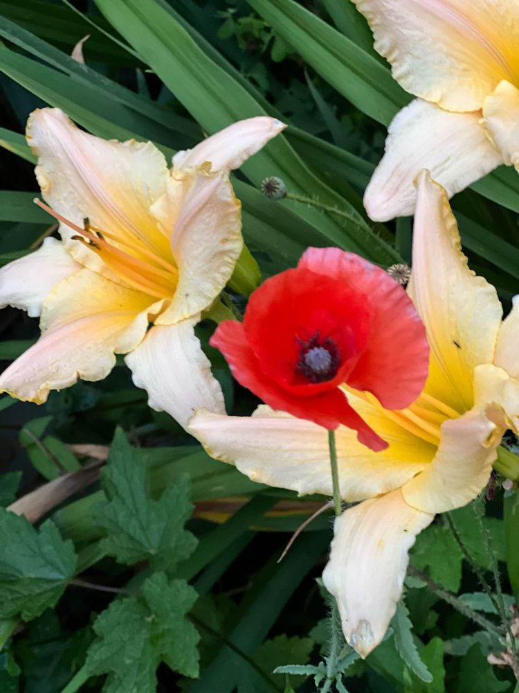 Closeup of three yellow daylilies, with a red poppy in the middle.
